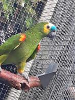 3 Blauwvoorhoofd-amazone-papegaaien + 2 Pionus Bronsvleugels, Dieren en Toebehoren, Vogels | Parkieten en Papegaaien, Mannelijk