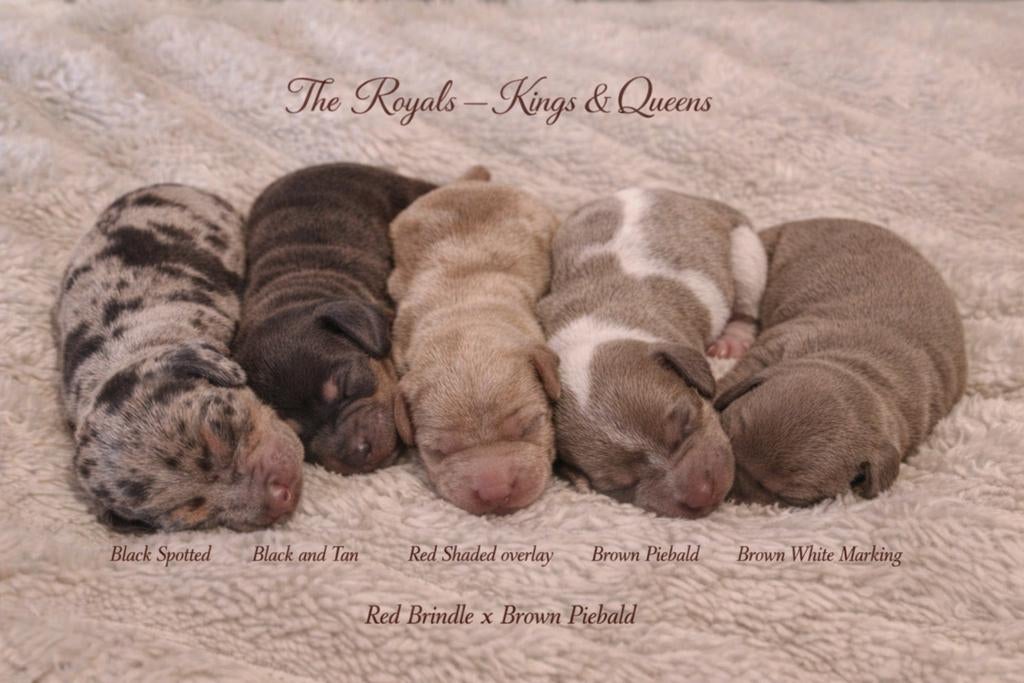 Puppy Teckel teckelpups korthaar Kaninchen, Dieren en Toebehoren, Honden | Teckels en Dashonden, Kaninchen, HCC (leverziekte)