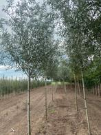 Prachtige knotwilgen te koop. 3 jaar oud ongv 5 meter hoog, Tuin en Terras, Ophalen, 400 cm of meer