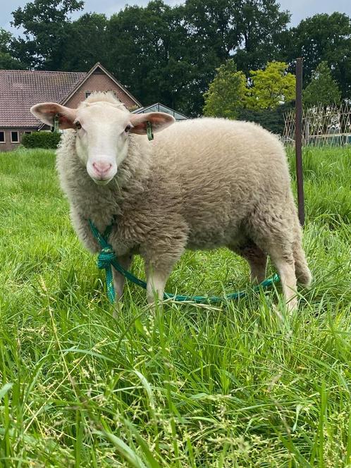 Knuffelschaap, ooi, kempisch heideschaap, Dieren en Toebehoren, Schapen, Geiten en Varkens, Schaap, Vrouwelijk, 0 tot 2 jaar
