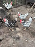 Bonte leghorn toom, Meerdere dieren, Kip
