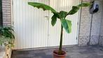 Musa basjoo, Tuin en Terras, Planten | Tuinplanten, Volle zon, Vaste plant, Zomer, Ophalen