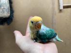 UNIEKE jonge Agapornis Fischeri Turquoise dwergpapegaai, Geslacht onbekend, Dwergpapegaai of Agapornis, Geringd