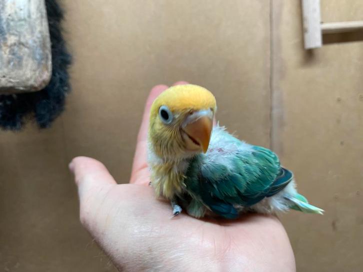 UNIEKE jonge Agapornis Fischeri Turquoise dwergpapegaai, Dieren en Toebehoren, Vogels | Parkieten en Papegaaien, Dwergpapegaai of Agapornis