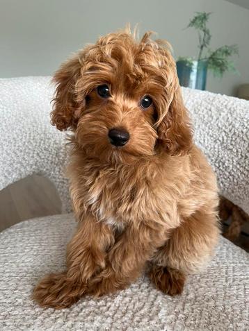 Premium F2 maltipoo mini reutje beschikbaar voor biedingen