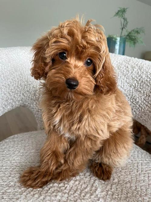 Premium F2 maltipoo mini reutje, Dieren en Toebehoren, Honden | Chihuahua's en Gezelschapshonden, Reu, Overige rassen, Particulier