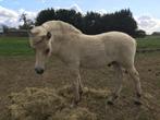Fjorden en Shetlanders te koop wegens inkrimpen fokkerij, Dieren en Toebehoren, Niet van toepassing, 0 tot 2 jaar, A pony (tot 1.17m)