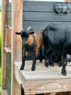 Bruin Zwart Bokje, Dieren en Toebehoren, Mannelijk, Geit, 0 tot 2 jaar