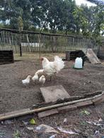 Poule de Bresse kip met 4 kuikentjes, Dieren en Toebehoren, Pluimvee, Meerdere dieren, Kip