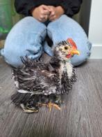 Cochin kriel krul kuikens haantjes aangeboden, Dieren en Toebehoren, Pluimvee, Mannelijk, Kip