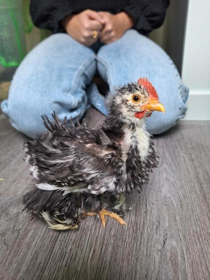 Cochin kriel krul kuikens haantjes aangeboden, Dieren en Toebehoren, Pluimvee, Kip, Mannelijk