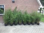 Fargesia Robusta Campbell, niet woekerende bamboe!!!, Volle zon, Vaste plant, Bloeit niet, Ophalen