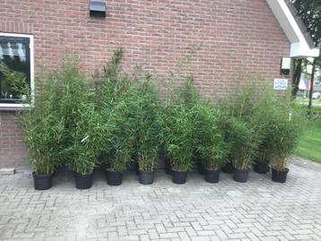 Fargesia Robusta Campbell, niet woekerende bamboe!!! beschikbaar voor biedingen