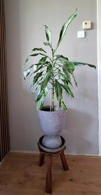 Dracaena Fragrans incl pot, Huis en Inrichting, Kamerplanten, Overige soorten, Minder dan 100 cm, Halfschaduw, Ophalen