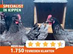 Bleu de Landes | Mooie kippen | Deskundig advies, Meerdere dieren, Kip