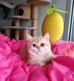 Brits/Britse korthaar meisje met stamboom, Poes, Gechipt