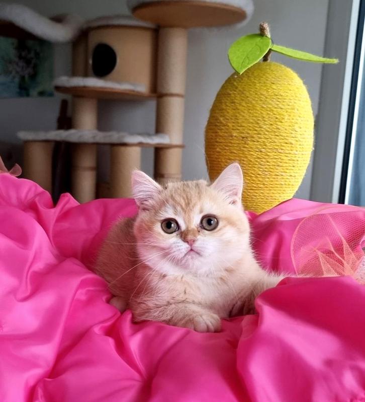 Brits/Britse korthaar meisje met stamboom, Dieren en Toebehoren, Katten en Kittens | Raskatten | Korthaar, Poes, Met stamboom