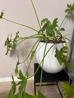 Gratis-Mooie kamerplant in pot, Huis en Inrichting, Kamerplanten, Ophalen, Overige soorten, Halfschaduw, In pot