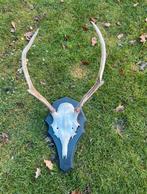 Edelhert Gewei op Schedel en Plank, Ophalen