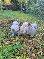 3 Brahma hennen, Dieren en Toebehoren, Pluimvee