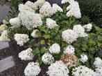 Pluimhortensia op stam, Limelight, hortensia, Hydrangea, Tuin en Terras, Planten | Tuinplanten, Vaste plant, Halfschaduw, Zomer