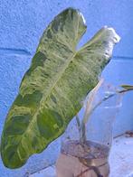 Philodendron parasio verde, Ophalen of Verzenden, Overige soorten, Minder dan 100 cm