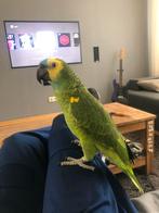 Amazone papegaai, Dieren en Toebehoren, Vogels | Parkieten en Papegaaien, Geslacht onbekend, Papegaai, Geringd