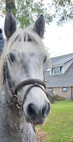 Te koop: D Pony connemare merrie 1:46, Dieren en Toebehoren, Pony's, Merrie, B, Gechipt, 3 tot 6 jaar