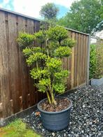 Ilex crenata bonsai boom, In pot, Halfschaduw, 100 tot 250 cm, Overige soorten