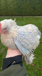 Te koop broedeieren sabelpoot kriel Isabelporselein, Dieren en Toebehoren, Pluimvee, Geslacht onbekend, Kip