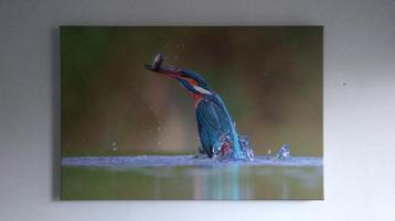 Canvasdoek - Vissende ijsvogel beschikbaar voor biedingen