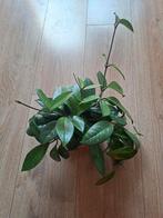 Hoya carnosa, Huis en Inrichting, Kamerplanten, Ophalen, Overige soorten, Halfschaduw, Minder dan 100 cm