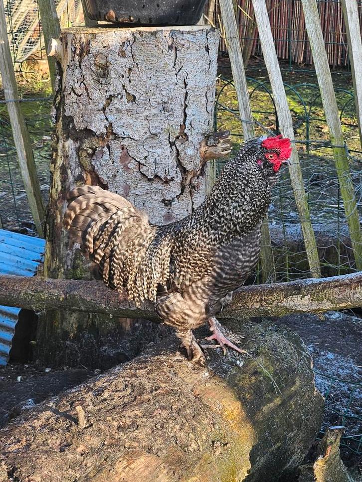 Jong haantje padua/ cochin, Dieren en Toebehoren, Pluimvee, Kip, Mannelijk