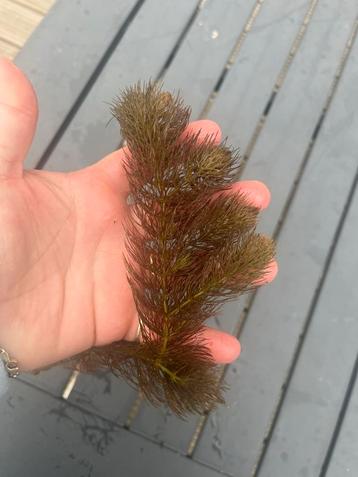 Vijver Waterplant - grof Hoornblad (Ceratophyllum) beschikbaar voor biedingen