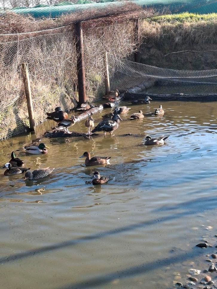 Te koop siereenden eenden watervogels, Dieren en Toebehoren, Pluimvee, Eend, Meerdere dieren