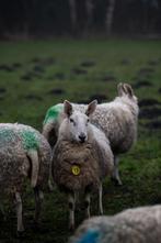 Border Leicester kruising ooien 50-75%, Dieren en Toebehoren, Schapen, Geiten en Varkens, Vrouwelijk, Schaap