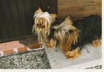 kaart twee Yorkshire terriers, Ophalen of Verzenden, 1980 tot heden, Ongelopen, Hond of Kat