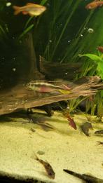 Kersenbuiken gratis op te halen, Dieren en Toebehoren, Vissen | Aquariumvissen, Vis