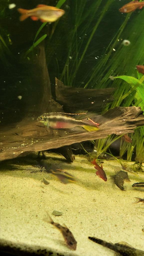 Kersenbuiken gratis op te halen, Dieren en Toebehoren, Vissen | Aquariumvissen, Vis