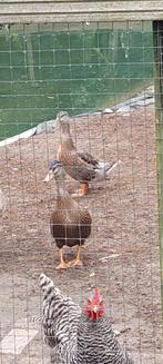 Eenden streicher, Dieren en Toebehoren, Pluimvee, Meerdere dieren, Eend