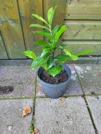 Laurier, Tuin en Terras, Ophalen, Laurier, Minder dan 100 cm