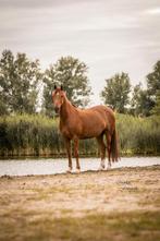 Te koop: Fantastische E-pony (12 jaar, 1.54m), Dieren en Toebehoren, Pony's, E pony (1.48m - 1.57m), Gechipt, Ruin, L