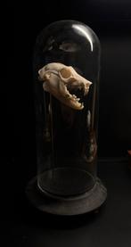 Schedel Pteropodidae, Ophalen of Verzenden, Zo goed als nieuw