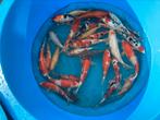 Leuke partij Japanse koi mix +/- 30 stuks, Dieren en Toebehoren, Karper of Koi