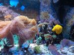 compleet zeeaquarium, Dieren en Toebehoren, Vissen | Aquaria en Toebehoren, Ophalen, Gebruikt, Gevuld zeewateraquarium