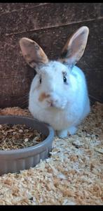 Te koop aangeboden konijnen, Dieren en Toebehoren, Konijnen, Mannelijk, Klein, 0 tot 2 jaar