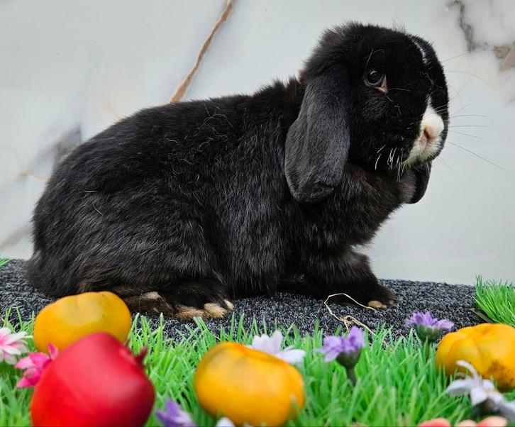 Castraat Nederlandse hangoor dwerg, Dieren en Toebehoren, Konijnen, Dwerg, Meerdere dieren, 0 tot 2 jaar, Hangoor