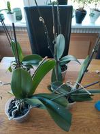 Phalaenopsis orchideeën, Huis en Inrichting, Ophalen, Halfschaduw, In pot, Minder dan 100 cm