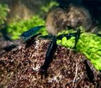 Donkerblauwe neocardina garnalen op kraanwater, Kreeft, Krab of Garnaal