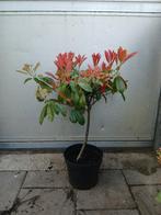 Photinia glansmispel, Tuin en Terras, Planten | Struiken en Hagen, Ophalen, Overige soorten, Struik, Minder dan 100 cm